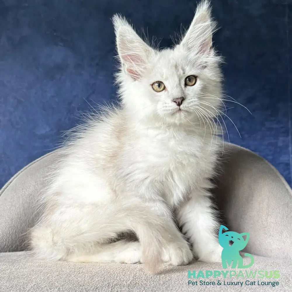 Devil Maine Coon male black silver shaded - live animals