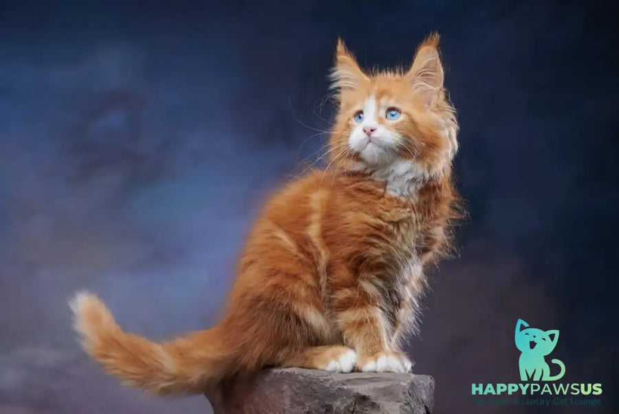 Dexter Maine Coon male red tabby bicolour - live animals