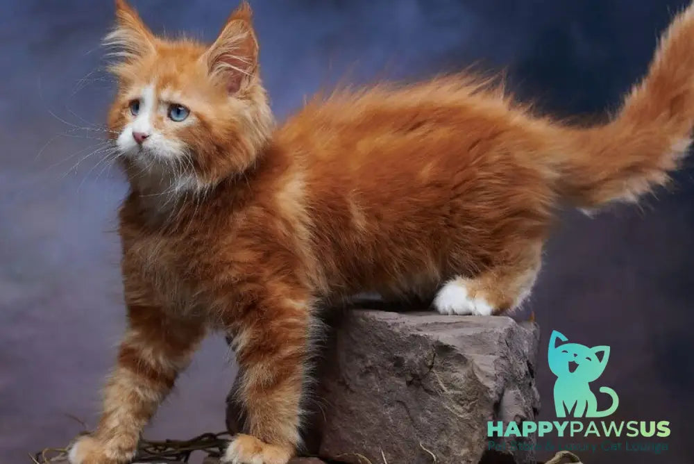Dexter Maine Coon male red tabby bicolour - live animals