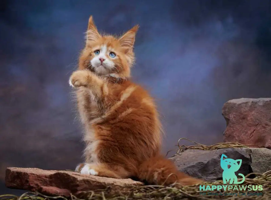 Dexter Maine Coon male red tabby bicolour - live animals