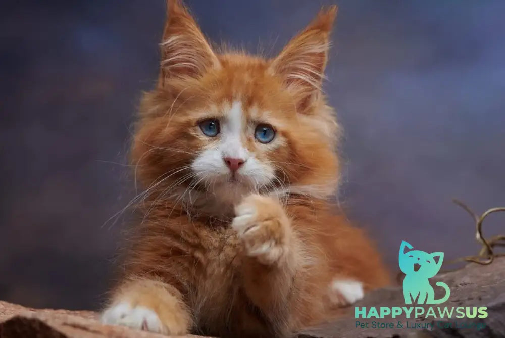 Dexter Maine Coon male red tabby bicolour - live animals