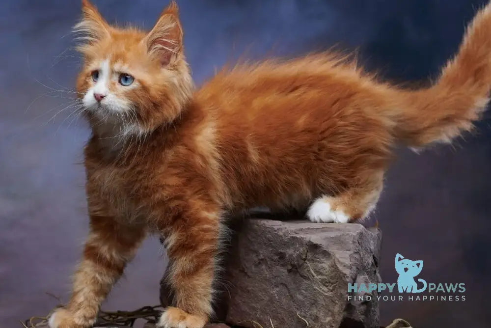 Dexter Maine Coon male red tabby bicolour - live animals