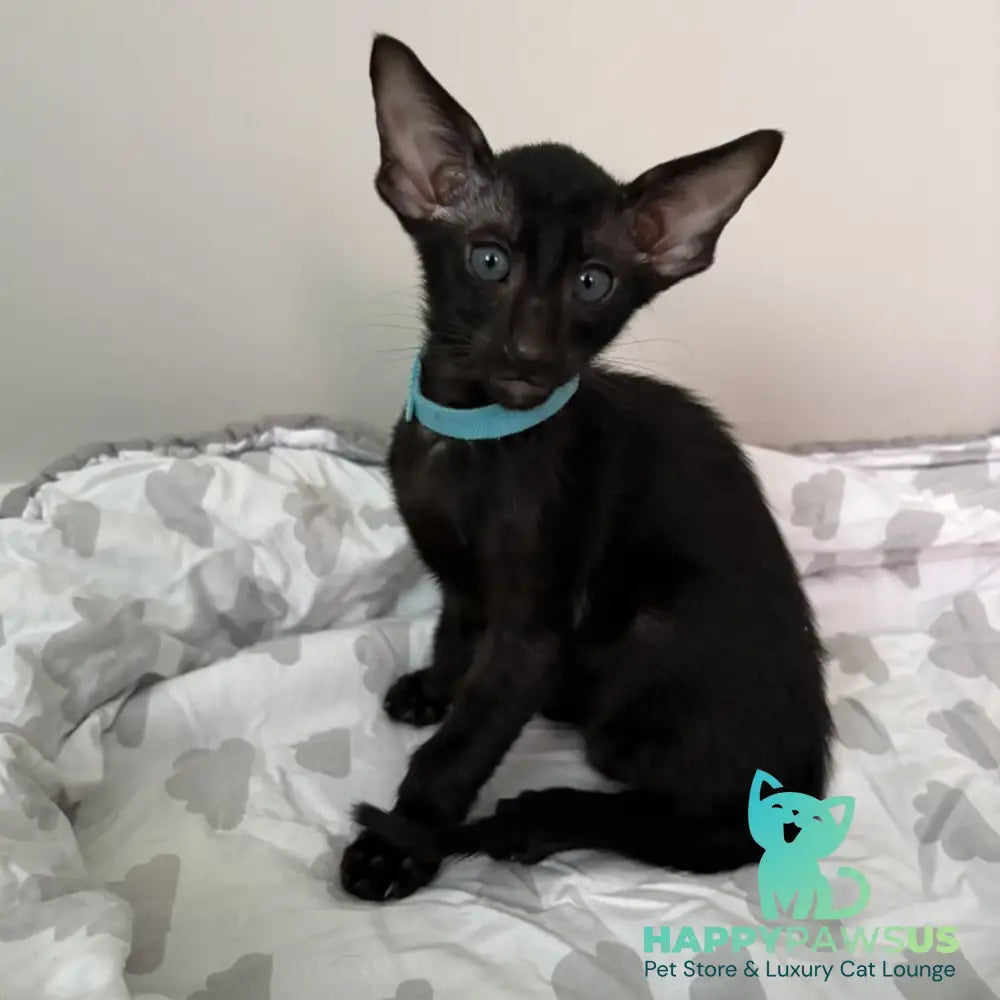 Dexter Oriental Shorthair male black - live animals