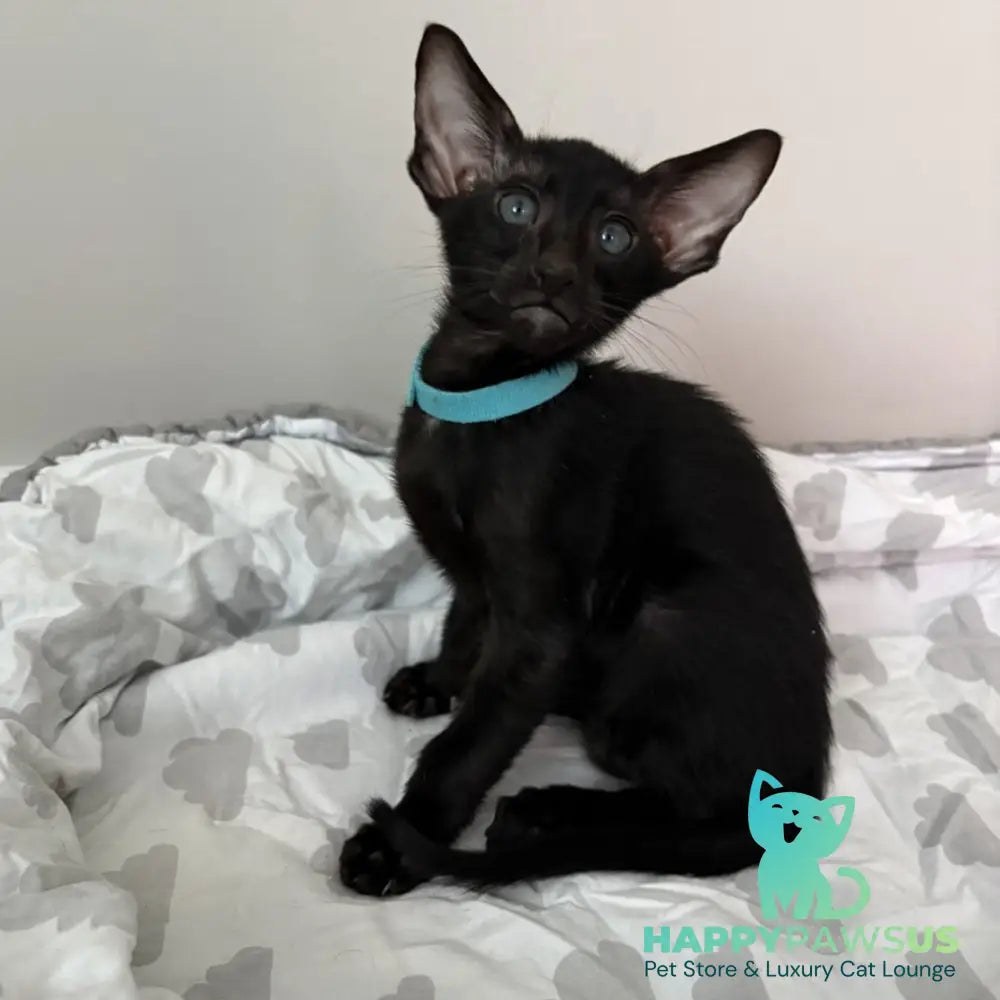 Dexter Oriental Shorthair male black - live animals