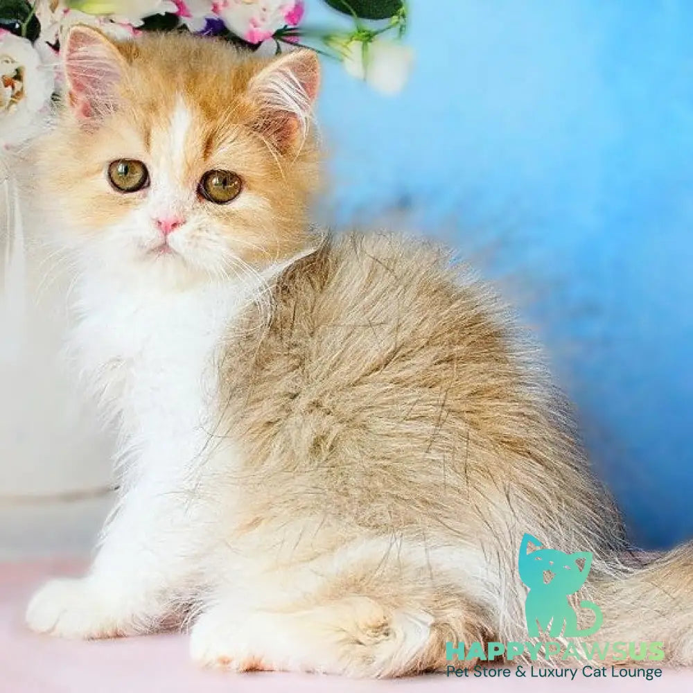 Dexter Scottish Straight male chocolate ticked tabby bicolour - live animals