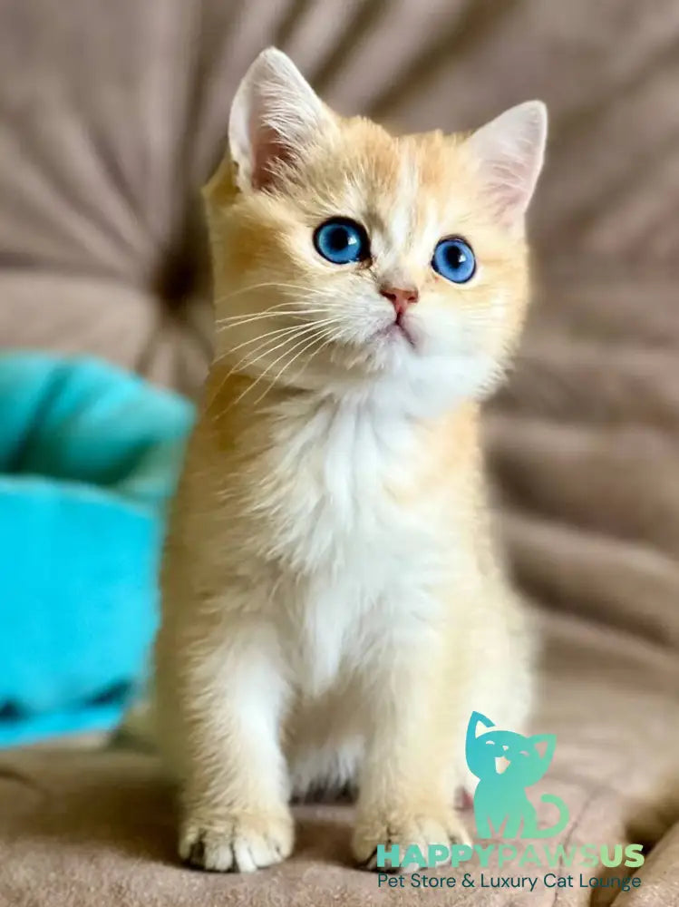 Deya British Shorthair female black golden shaded - live animals