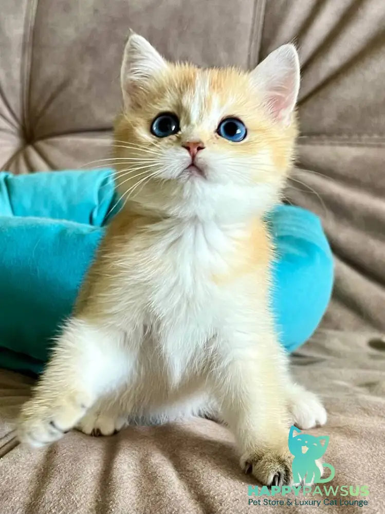 Deya British Shorthair female black golden shaded - live animals