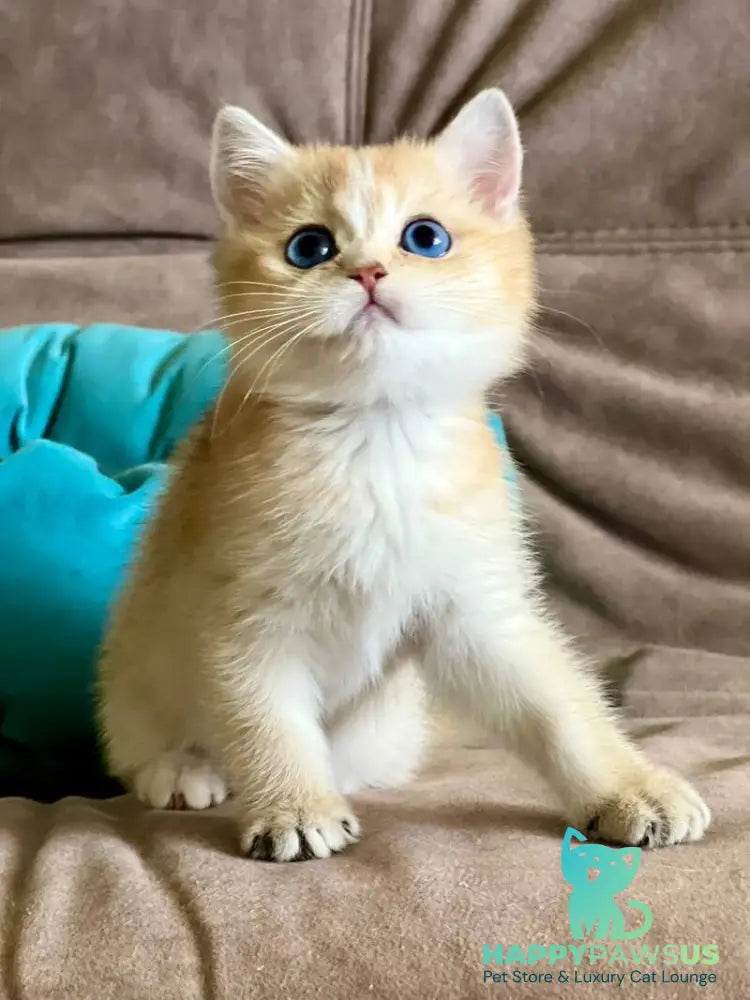 Deya British Shorthair female black golden shaded - live animals