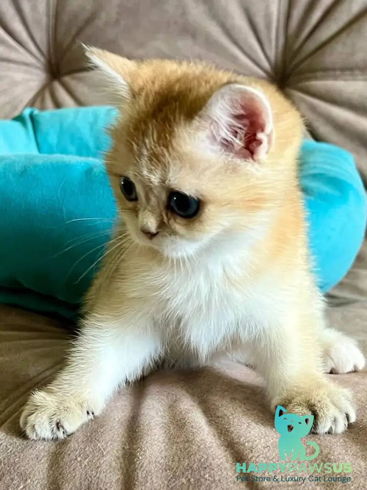 Deya British Shorthair female black golden shaded - live animals