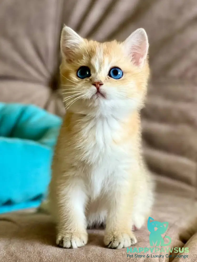 Deya British Shorthair female black golden shaded - live animals