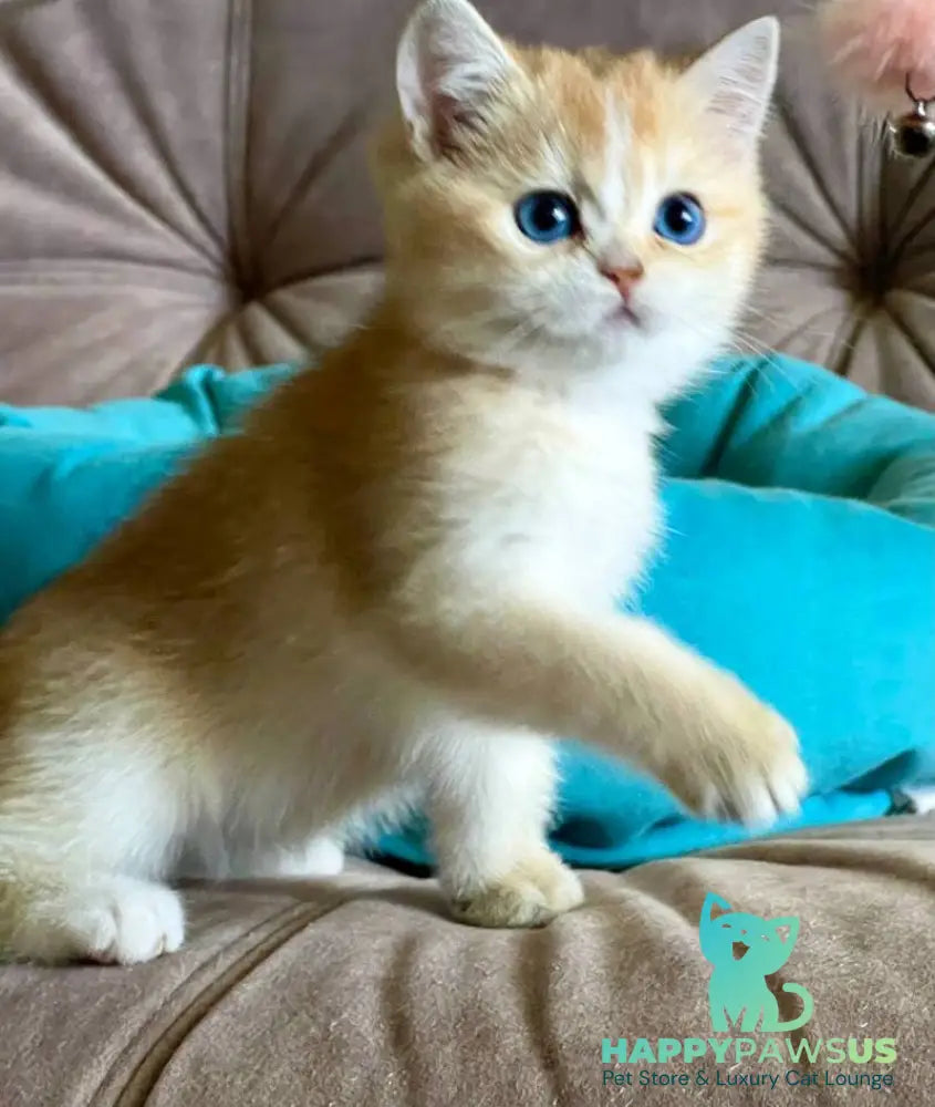 Deya British Shorthair female black golden shaded - live animals
