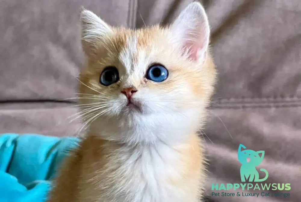 Deya British Shorthair female black golden shaded - live animals