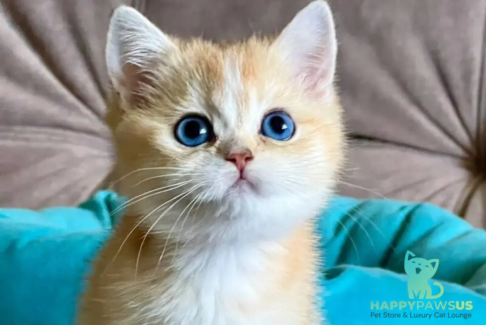 Deya British Shorthair female black golden shaded - live animals