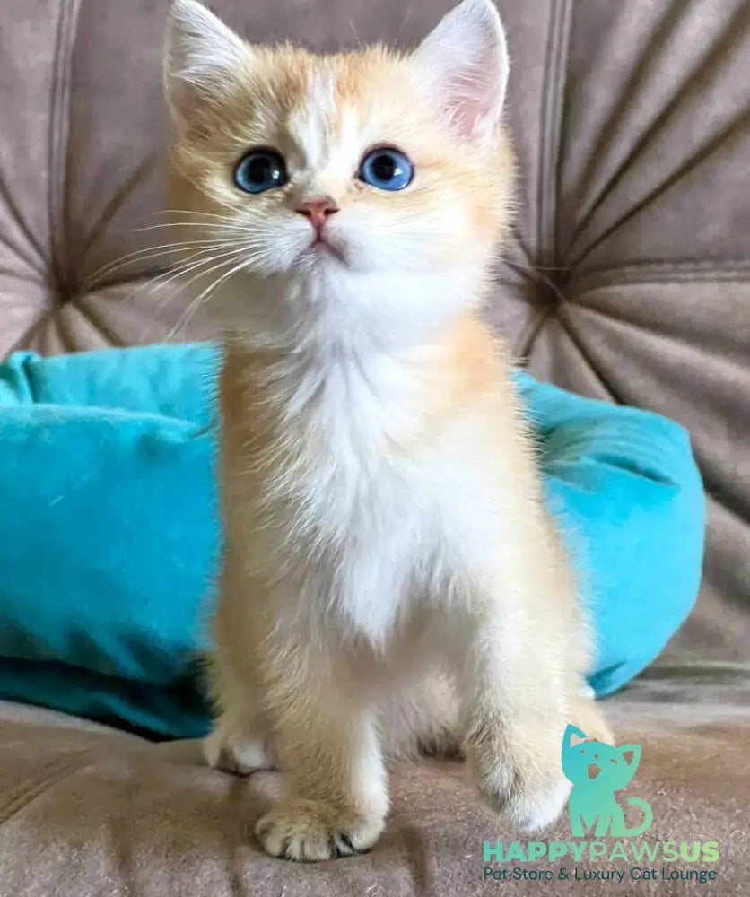 Deya British Shorthair female black golden shaded - live animals