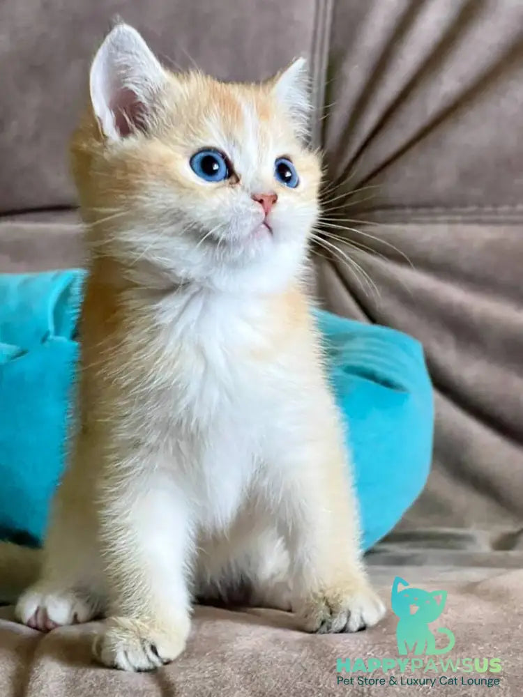 Deya British Shorthair female black golden shaded - live animals