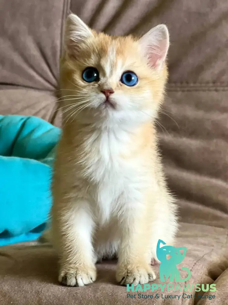 Deya British Shorthair female black golden shaded - live animals