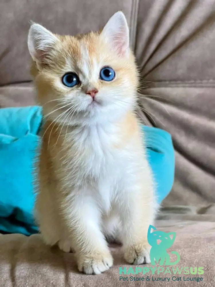 Deya British Shorthair female black golden shaded - live animals