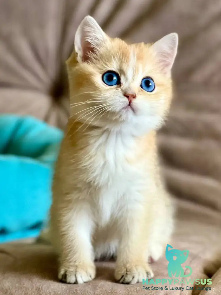 Deya British Shorthair female black golden shaded - live animals