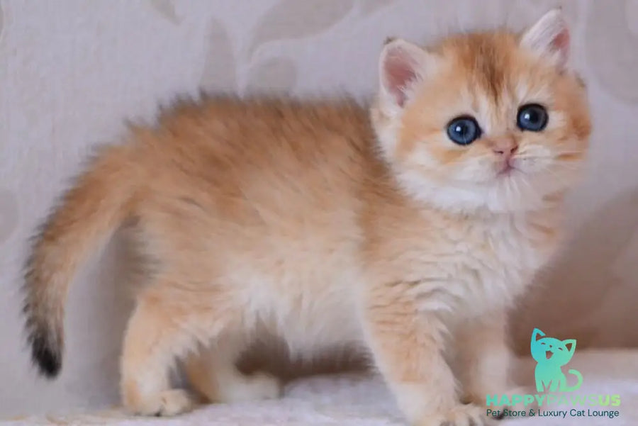 Deya British Shorthair male black golden chinchilla - live animals