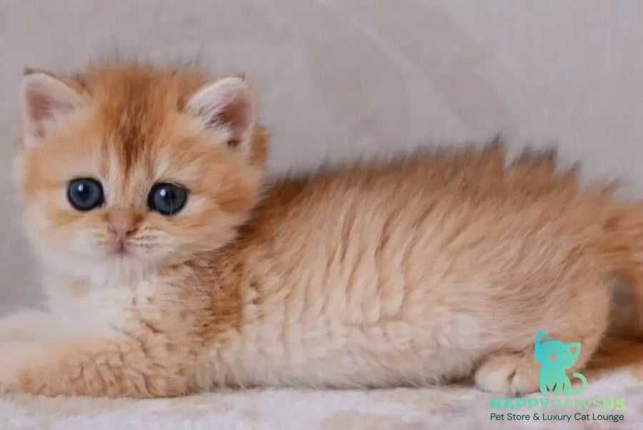 Deya British Shorthair male black golden chinchilla - live animals