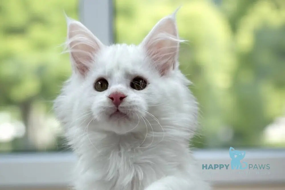 Deyla Maine Coon female white live animals