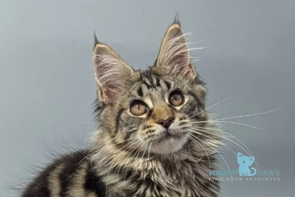 Deysi Maine Coon female black tabby live animals