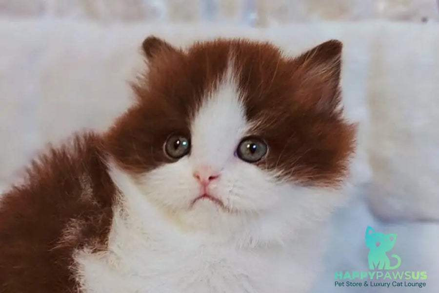 Diamond British Longhair male chocolate bicolour live animals