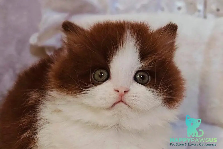 Diamond British Longhair male chocolate bicolour live animals
