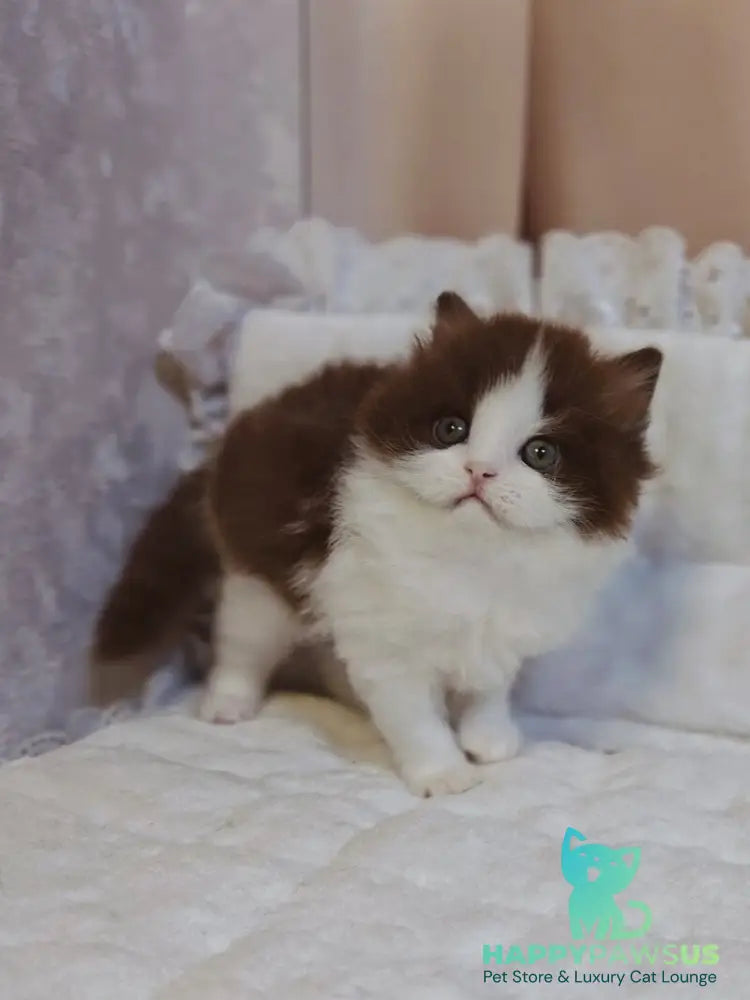 Diamond British Longhair male chocolate bicolour live animals