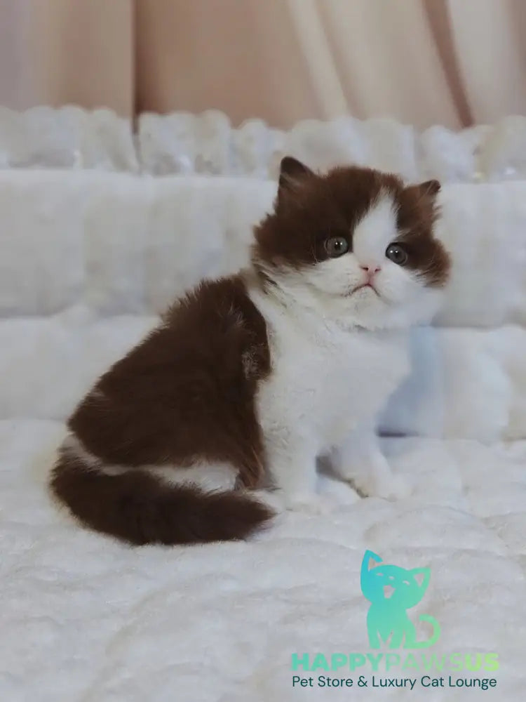 Diamond British Longhair male chocolate bicolour live animals