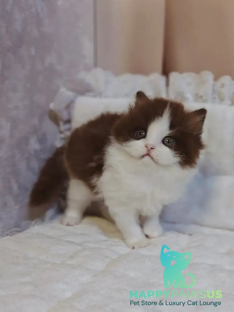 Diamond British Longhair male chocolate bicolour live animals