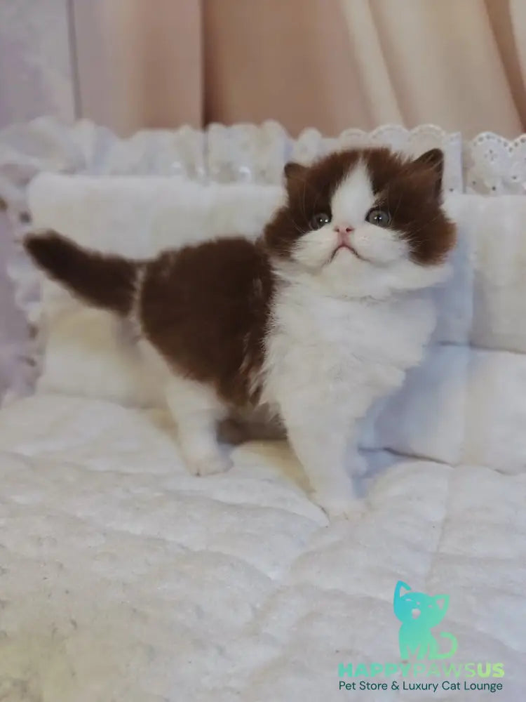 Diamond British Longhair male chocolate bicolour live animals