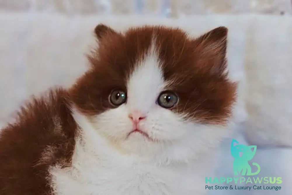 Diamond British Longhair male chocolate bicolour live animals