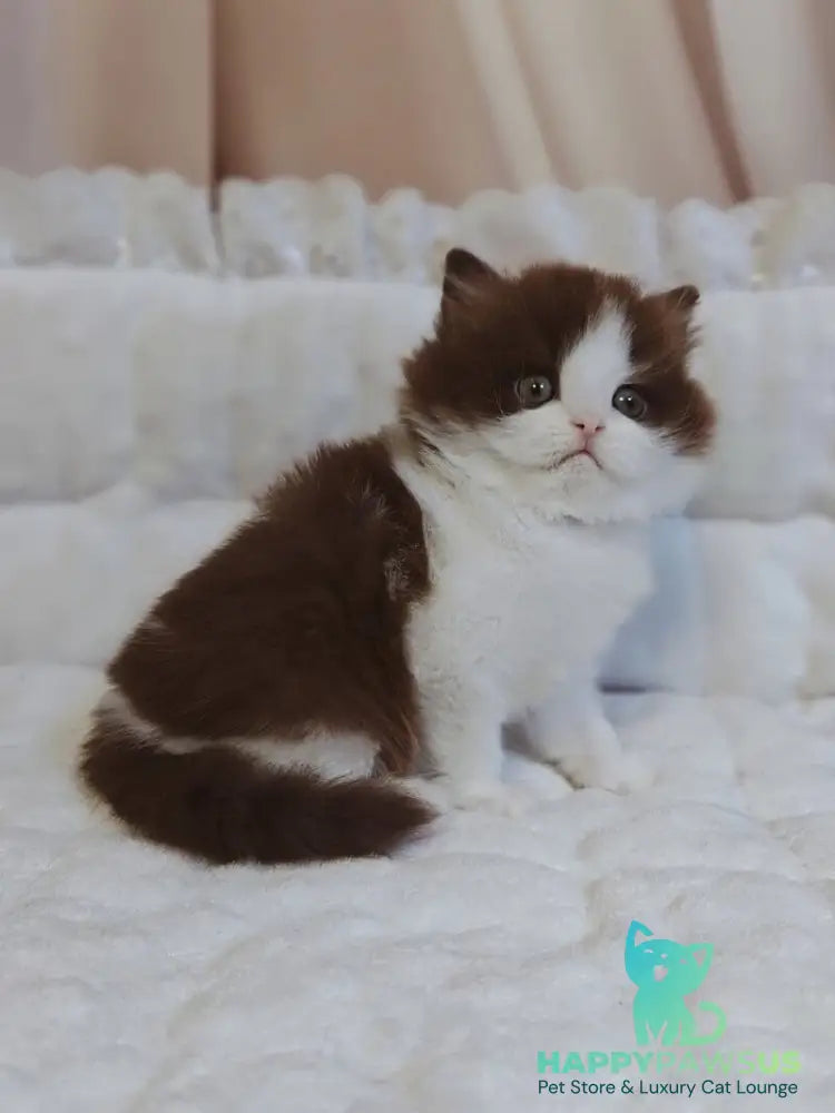 Diamond British Longhair male chocolate bicolour live animals