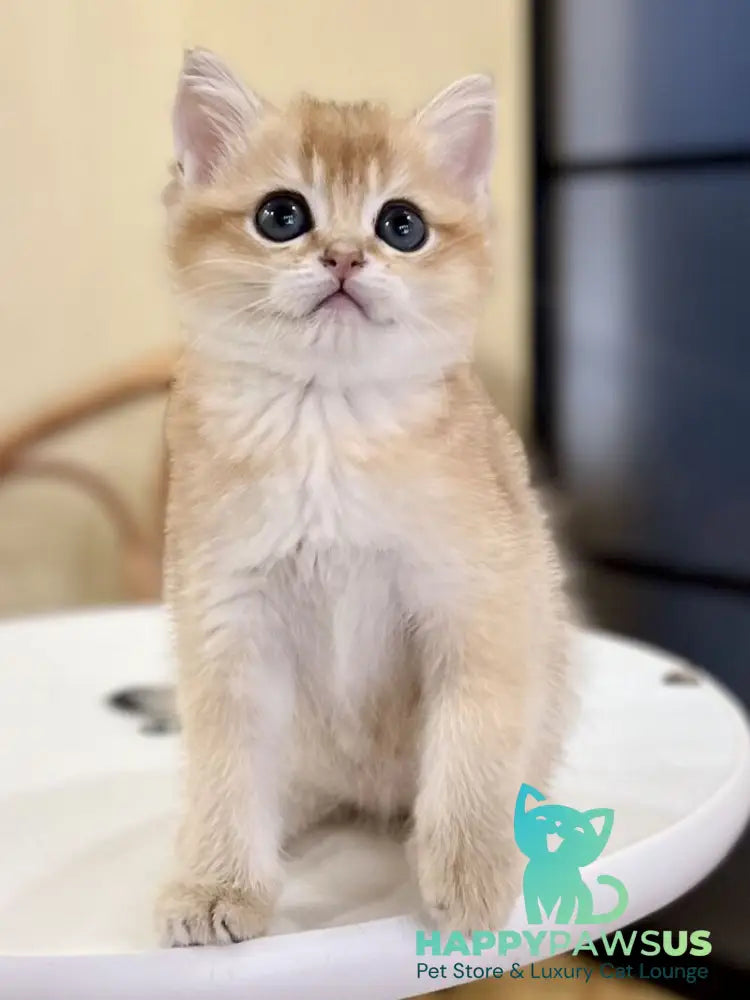Diamond British Shorthair male black golden shaded - live animals