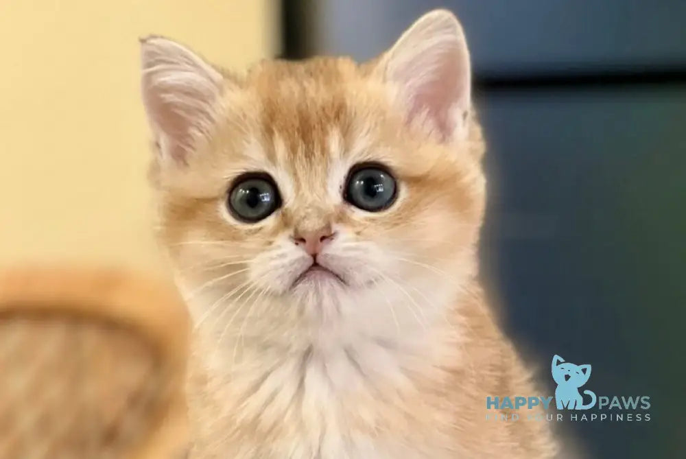Diamond British Shorthair male black golden shaded - live animals