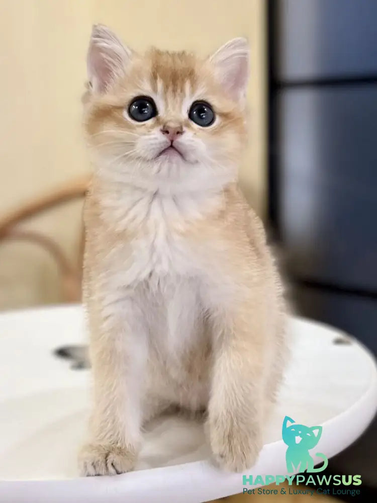Diamond British Shorthair male black golden shaded - live animals