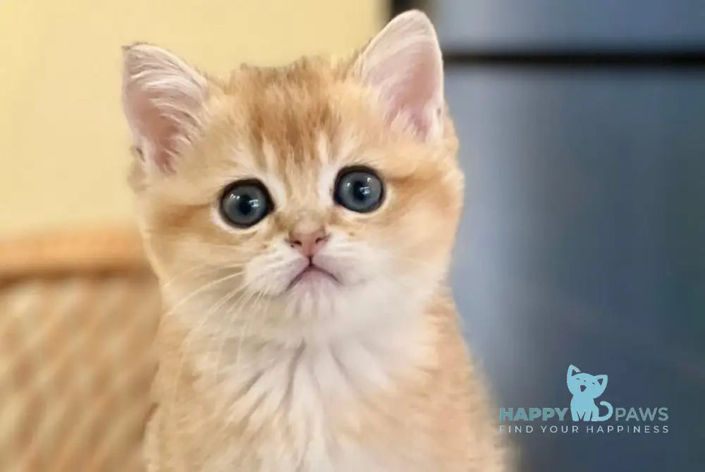 Diamond British Shorthair male black golden shaded - live animals