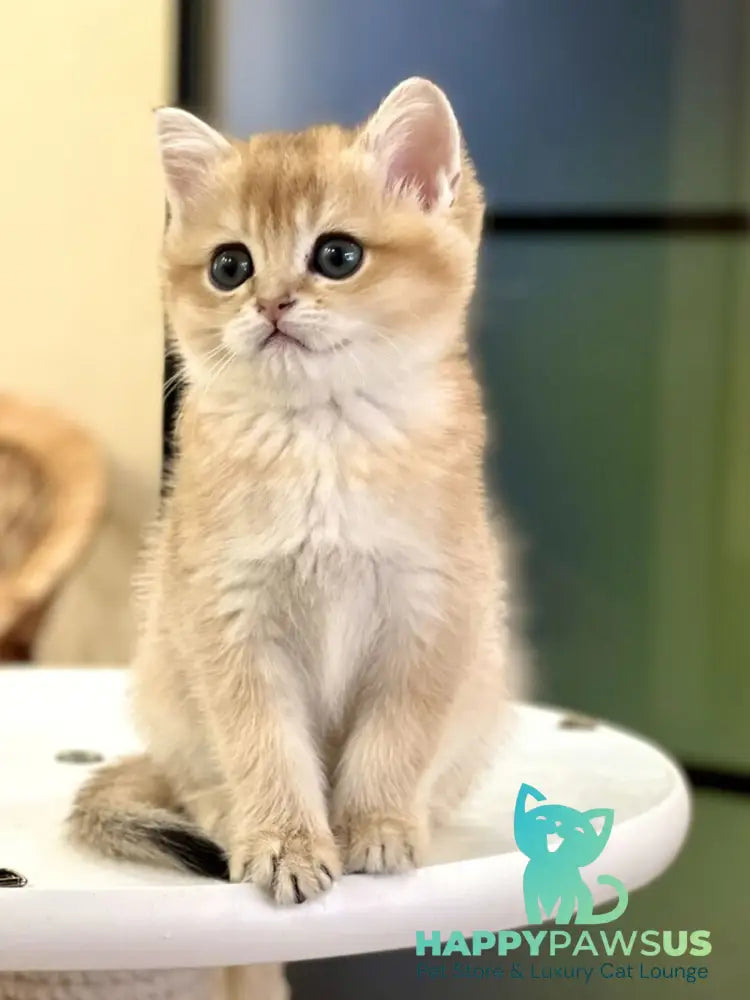 Diamond British Shorthair male black golden shaded - live animals