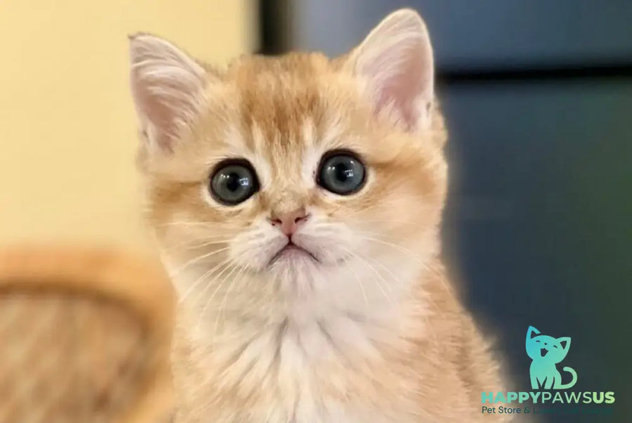 Diamond British Shorthair male black golden shaded - live animals