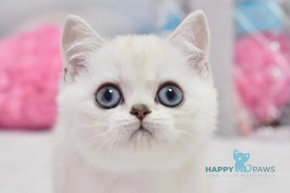 Diamond British Shorthair male black silver shaded pointed live animals