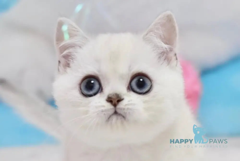 Diamond British Shorthair male black silver shaded pointed live animals