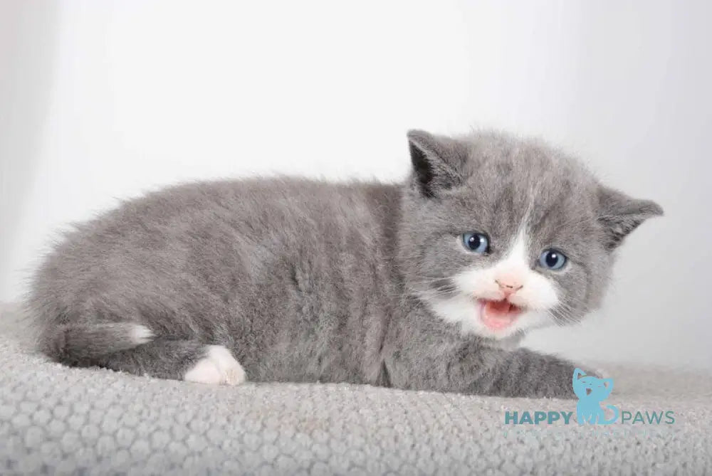 Diamond British Shorthair male blue live animals