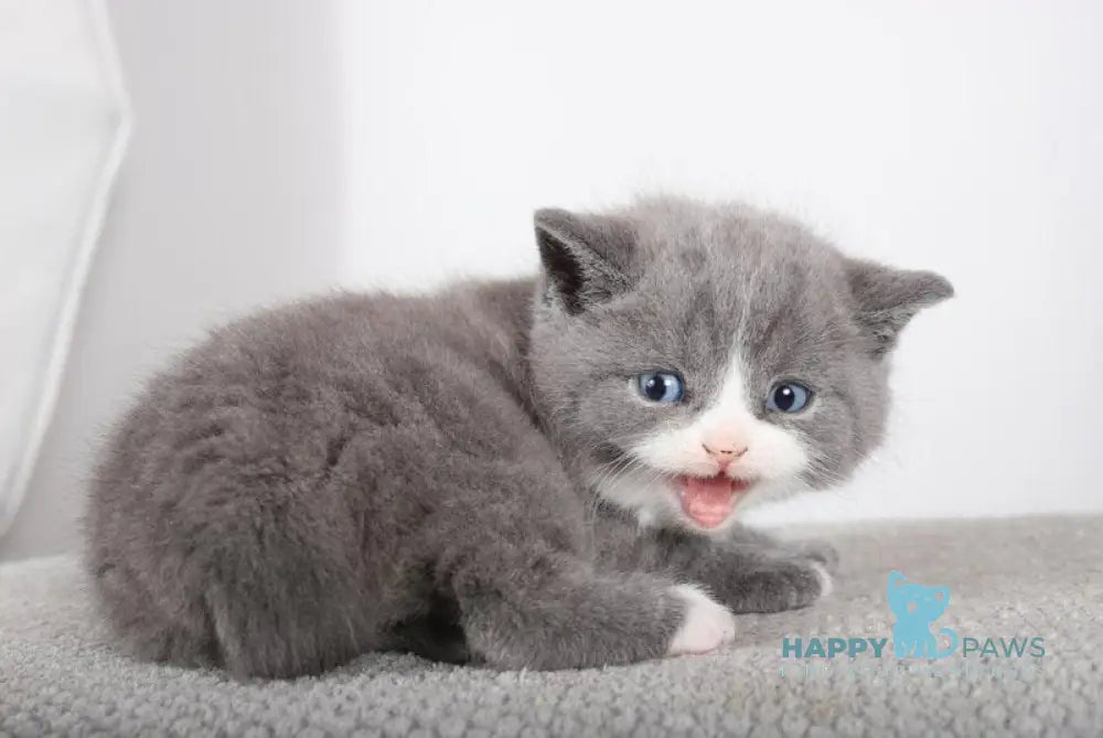 Diamond British Shorthair male blue live animals