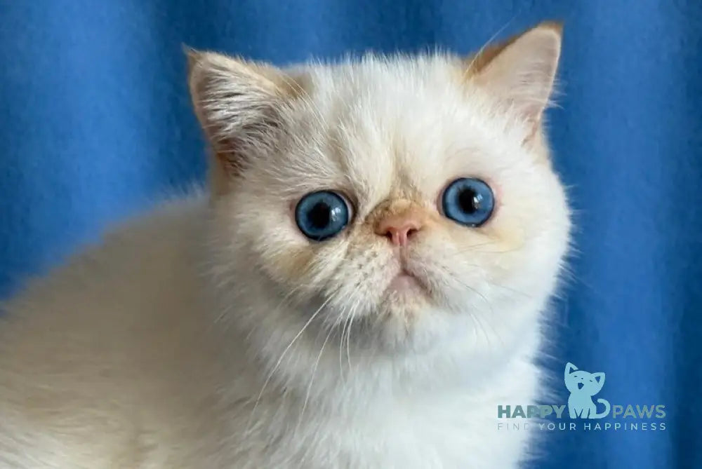 Diamond Exotic female red tortie bicolour live animals