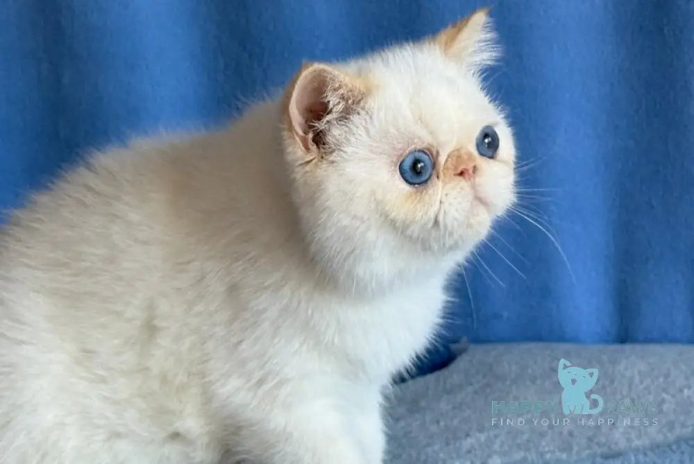 Diamond Exotic female red tortie bicolour live animals