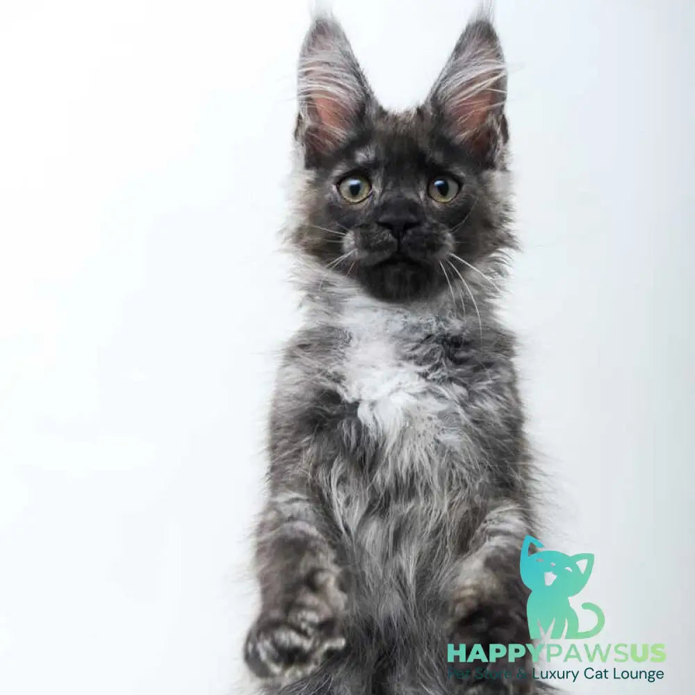 Diamond Maine Coon male black silver - live animals