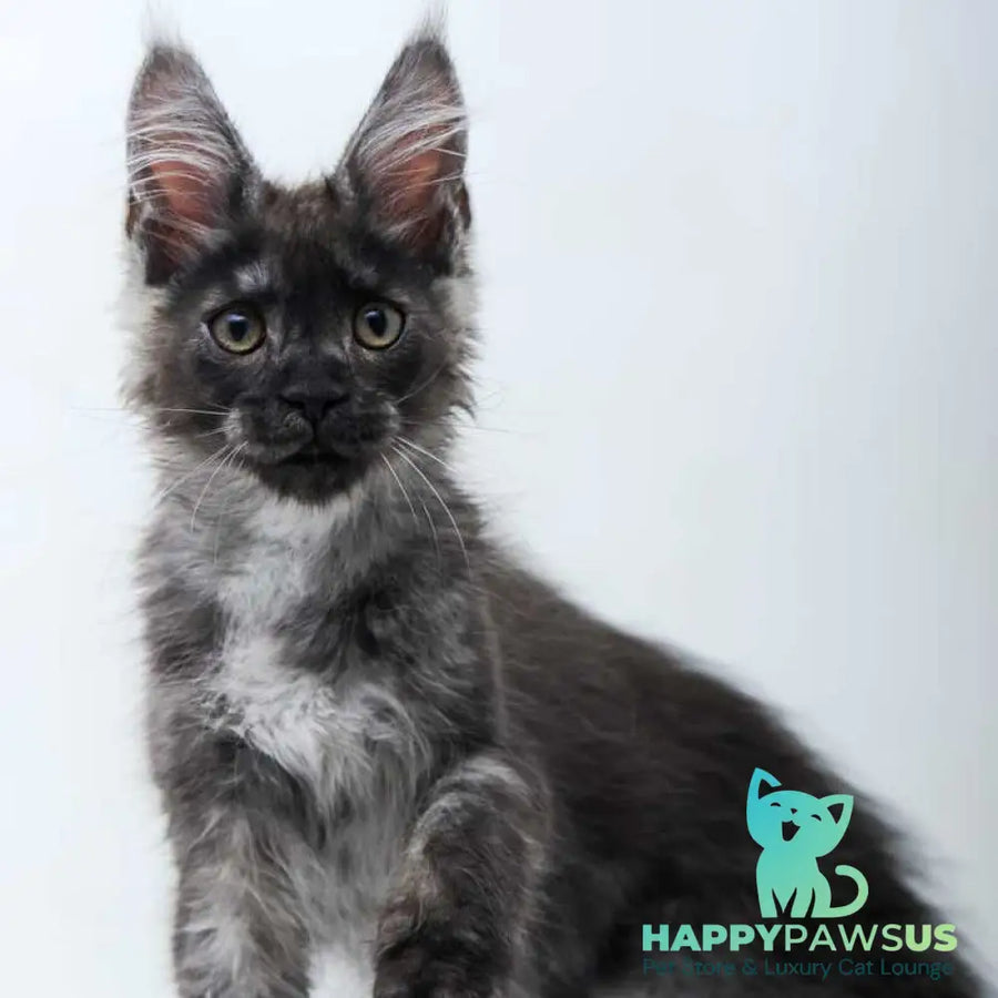 Diamond Maine Coon male black silver - live animals
