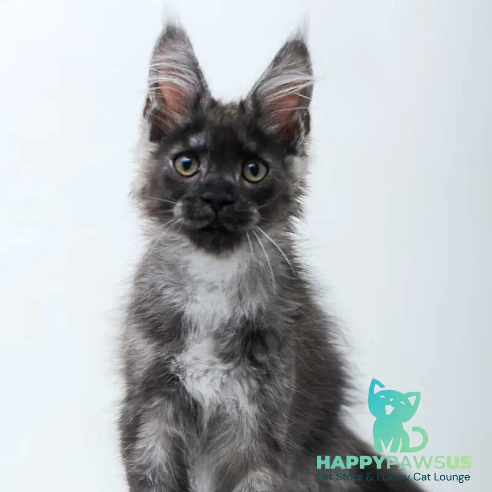 Diamond Maine Coon male black silver - live animals
