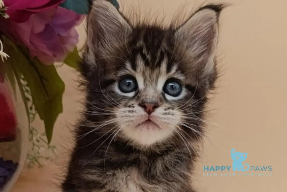 Diamond Maine Coon male black silver tabby live animals